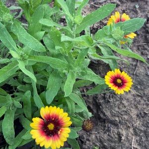 100 Blanket Flower Gaillardia Flower Seeds
